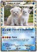 Chaton et chiot