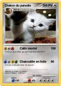 Chaton du