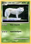 border collie