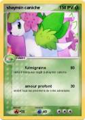 shaymin caniche
