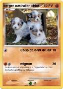 berger australien chiot berger