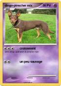 dingo-pinscher
