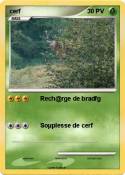 cerf cerf