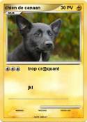 chien de canaan chien de canaan