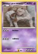 bandog ( gros