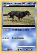 beauceron /