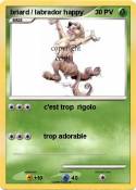 briard /
