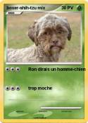 boxer-shih-tzu