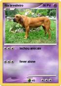 fila bresileiro