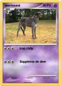deerhound