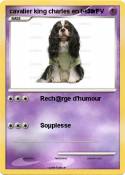 cavalier king charles en t-shirt cavalier king