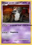 whippet pondre