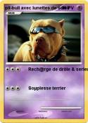 pit-bull avec