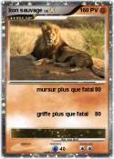 lion sauvage lion sauvage