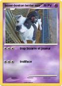 boxer-boston
