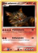 Chat enflammé