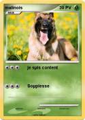 malinois