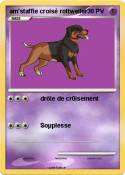 am'staffie croisé rottweiler am'staffie
