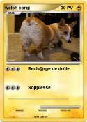 welsh corgi