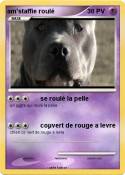 am'staffie roulé am'staffie