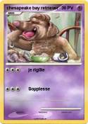 chesapeake bay retriever chesapeake bay