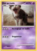 chat qui baille chat qui baille