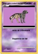 loup gris