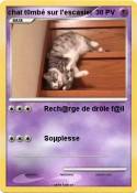 chat t0mbé sur