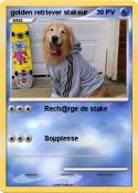 golden retriever stakeur golden