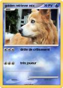 golden retriever mix golden