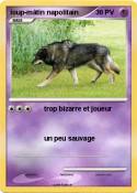 loup-mâtin napolitain loup-mâtin