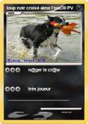loup noir croisé aime l'eau loup noir