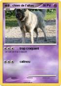 aïdi , chien de l'altas aïdi , chien