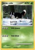 border collie
