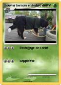 bouvier bernois en t-shirt vert bouvier bernois