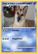 loup arctique