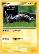 guépard guépard