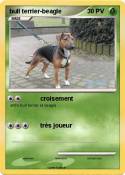 bull terrier-beagle bull