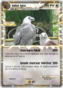 bébé lynx