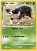 border collie