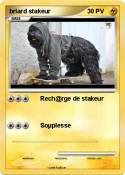briard stakeur briard stakeur