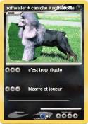 rottweiler +