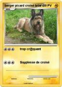 berger picard croisé briard berger picard