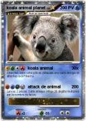 koala animal