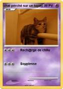 chat pérché