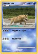 labrador mix