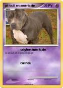 pit-bull en