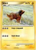 briard briard