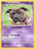 pit-bull-carlin mix pit-bull-carlin
