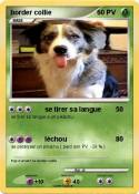 border collie